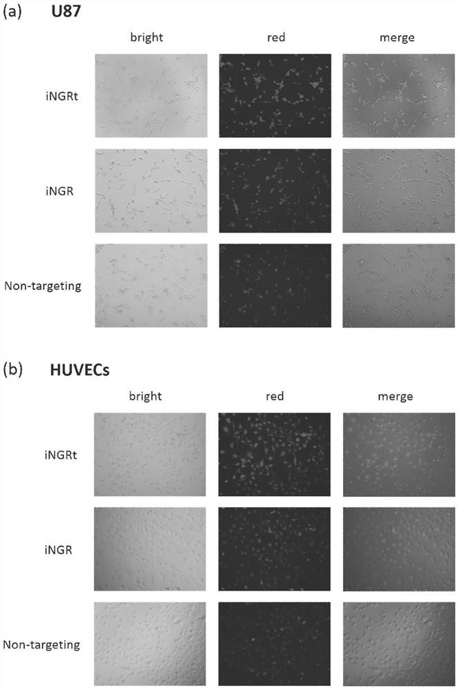 An ingr-modified glioma-targeted self-assembled RNAi nano-drug delivery system and its preparation method