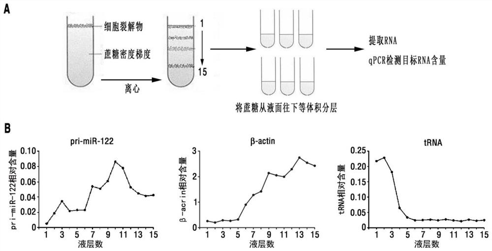 Small peptide capable of inhibiting metastasis of liver cancer and its preparation method and application