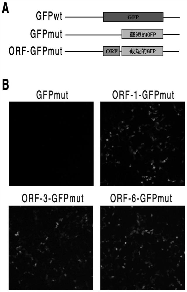 Small peptide capable of inhibiting metastasis of liver cancer and its preparation method and application