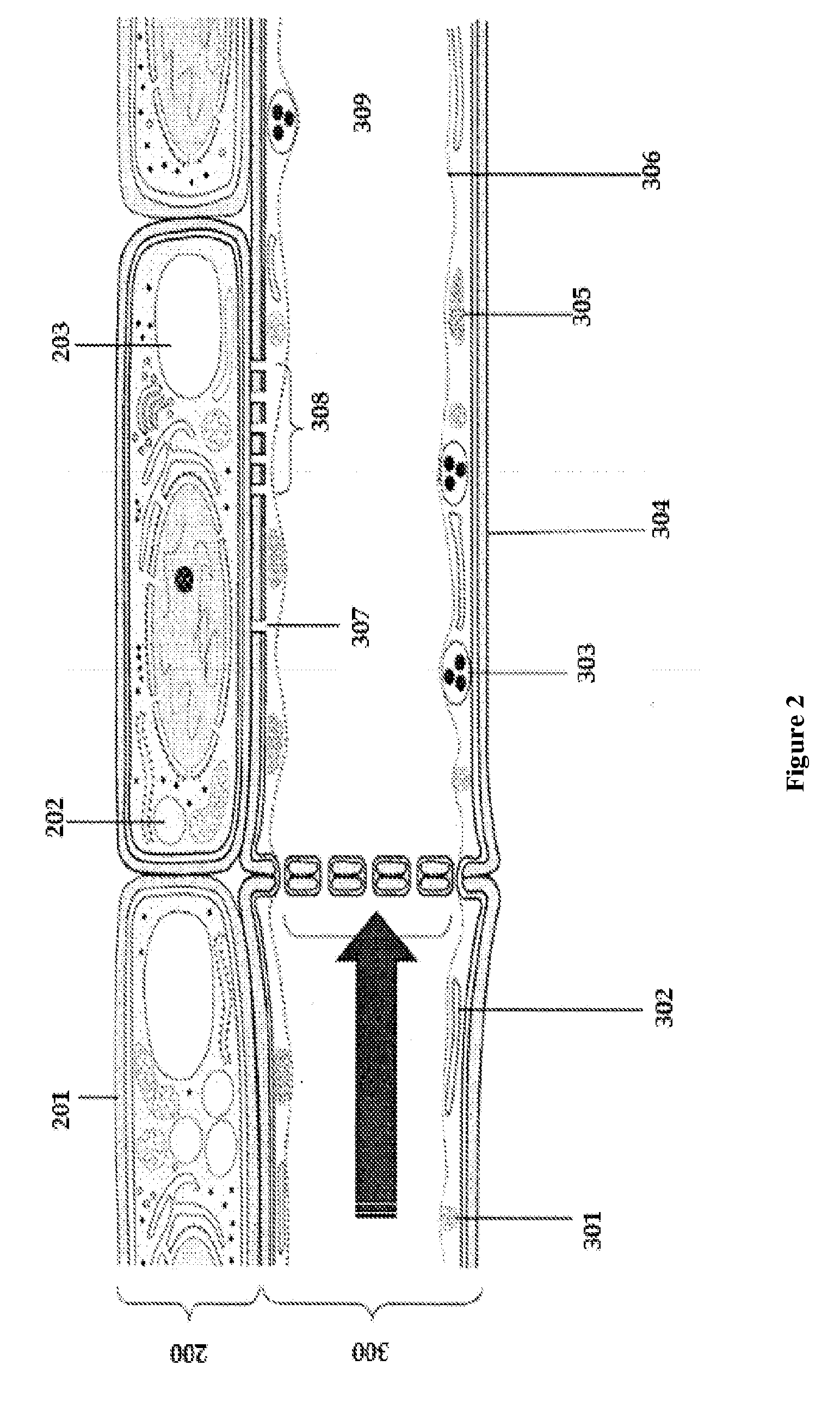 Pathogenesis Quantification Systems and Treatment Methods for Citrus Greening Blight