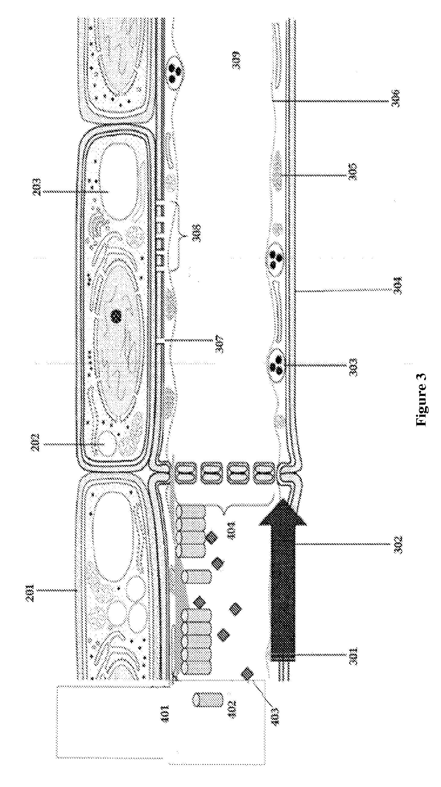 Pathogenesis Quantification Systems and Treatment Methods for Citrus Greening Blight