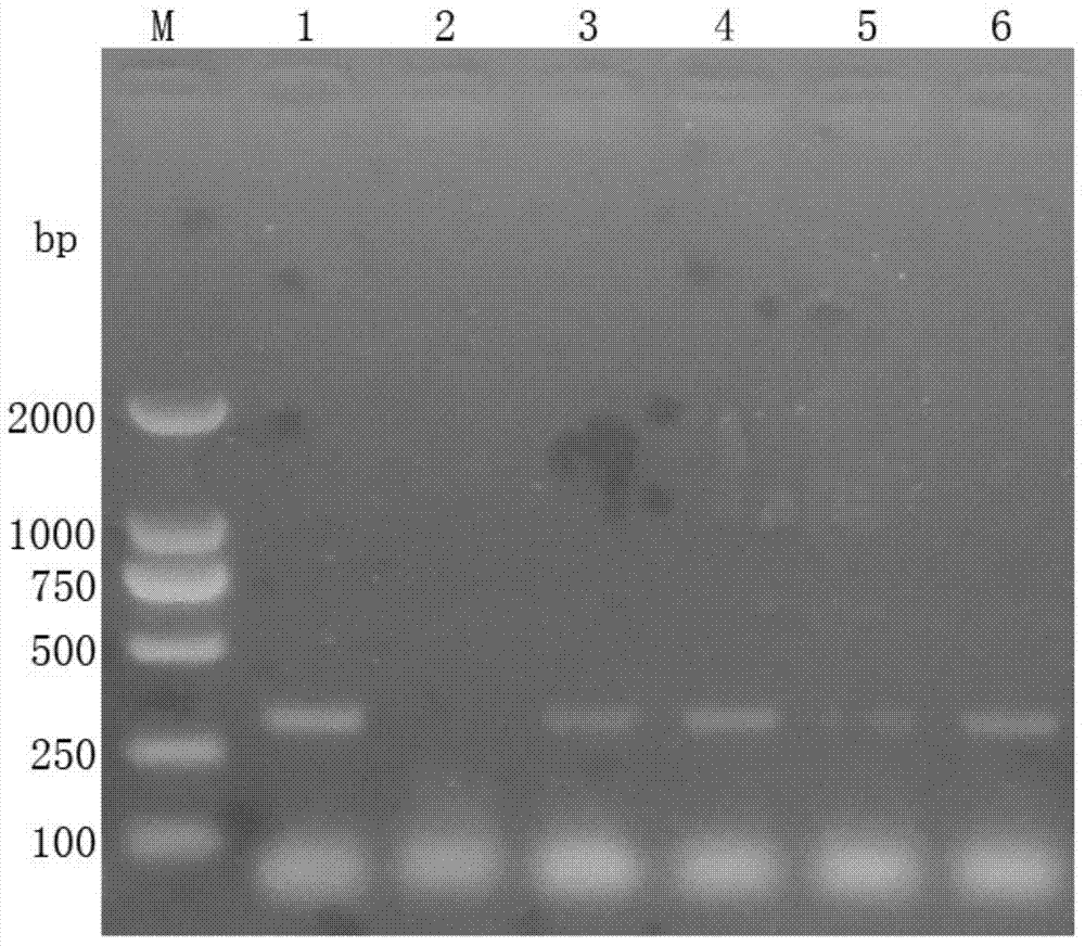 Reagent box and detection method