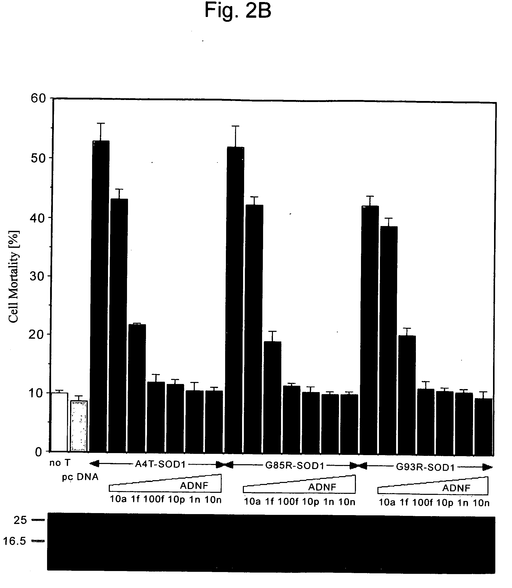 Therapeutic agent for motor neuron disease