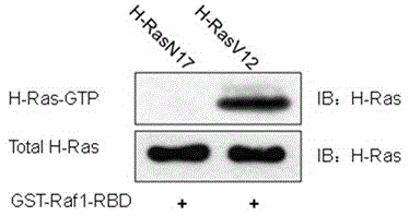 Method and kit for detecting Ras activity of small molecular G protein by utilizing GST pull-down and Western-Blot