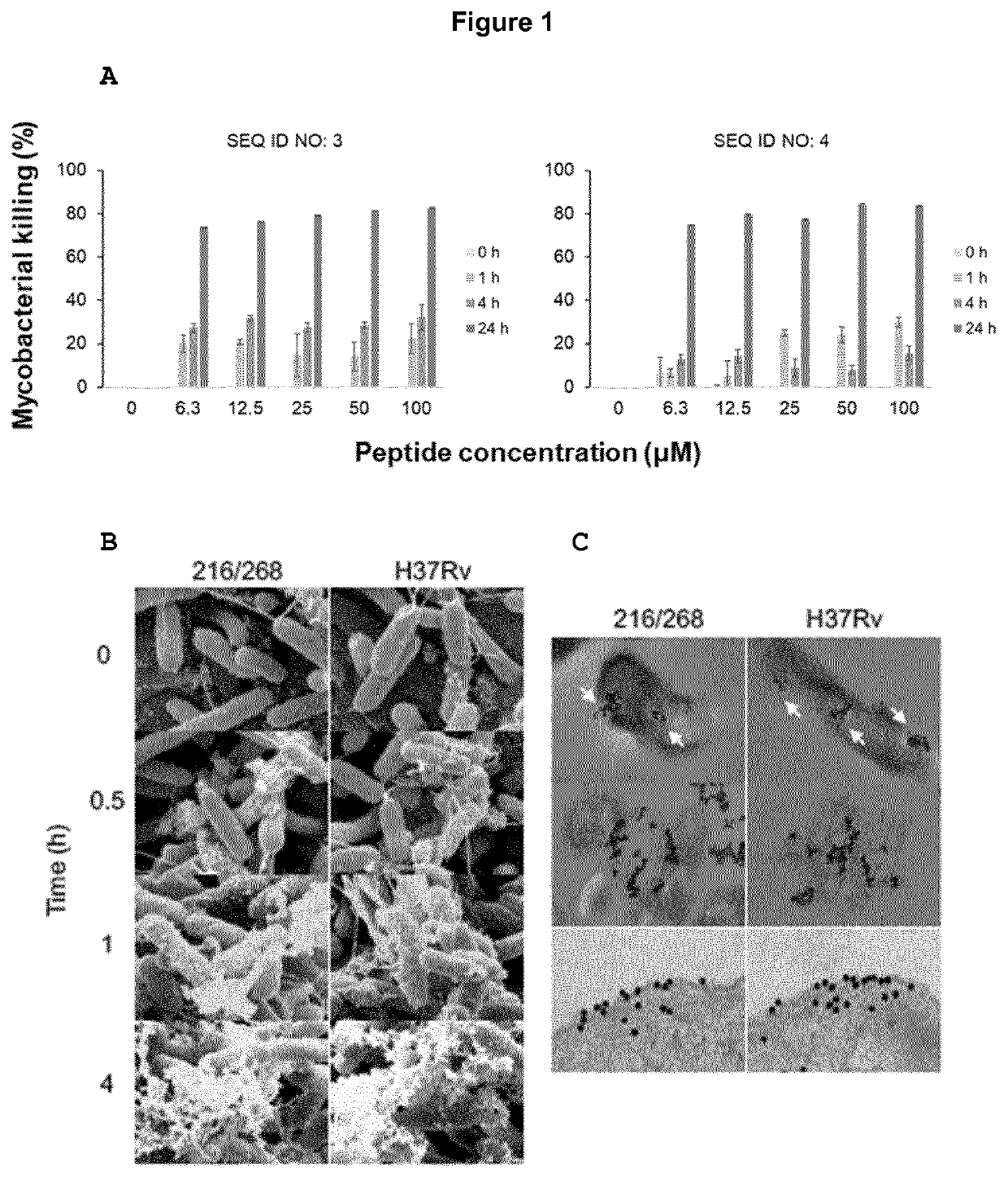 Peptides with antibiotic potential against <i>Mycobacterium tuberculosis</i>