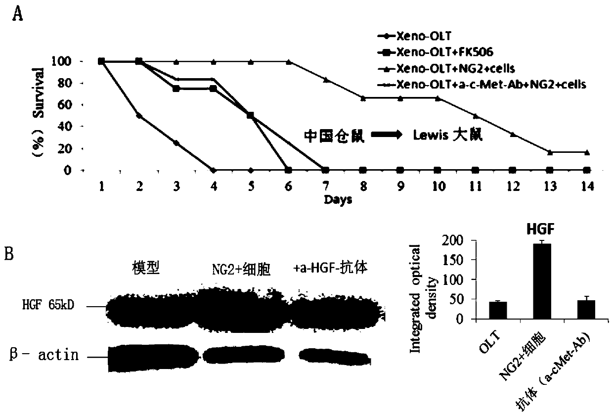 Immune tolerance agent