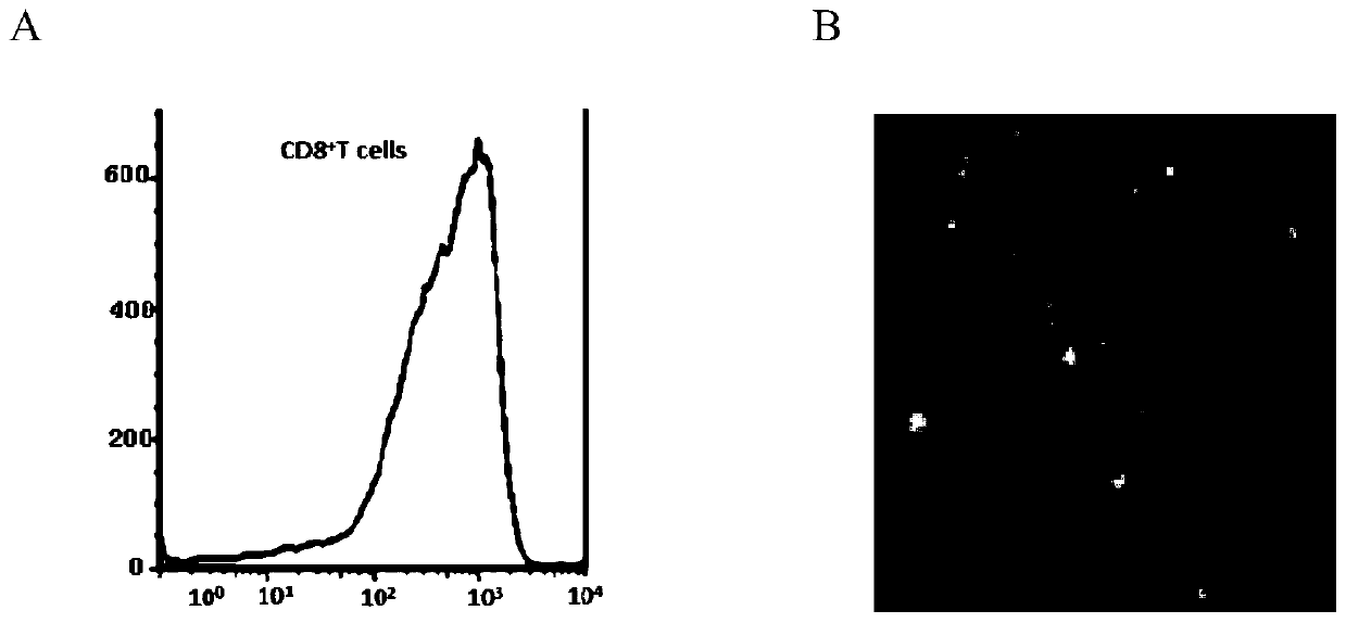 Immune tolerance agent