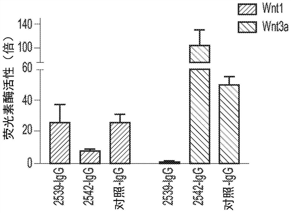 Multivalent FZD and WNT binding molecules and uses thereof