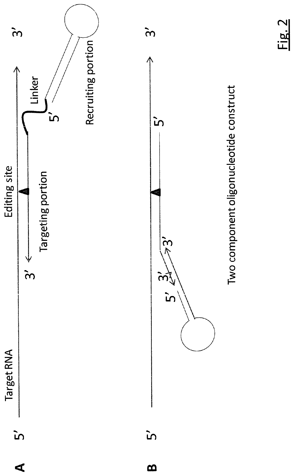 Targeted RNA editing