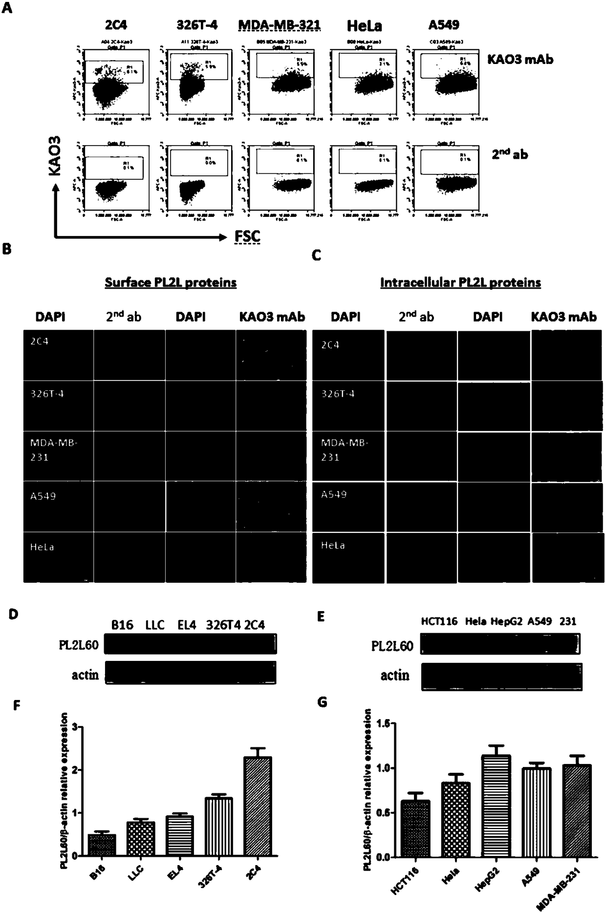 Application of anti-PL2L60 protein antibody in preparing anti-tumor medicine