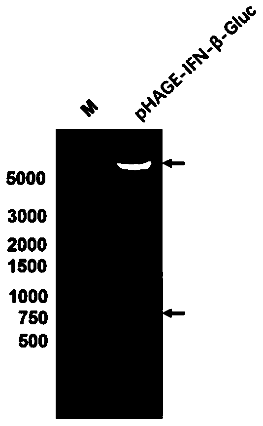 Reporter gene cell line and construction method and application thereof