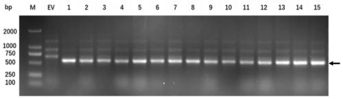 Reporter gene cell line and construction method and application thereof