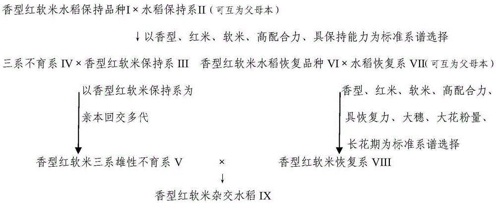 Breeding method for aromatic red soft rice three-line hybrid rice