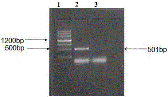 Method for down-regulating zebra fish lmna gene by using morpholino and established progeria disease model