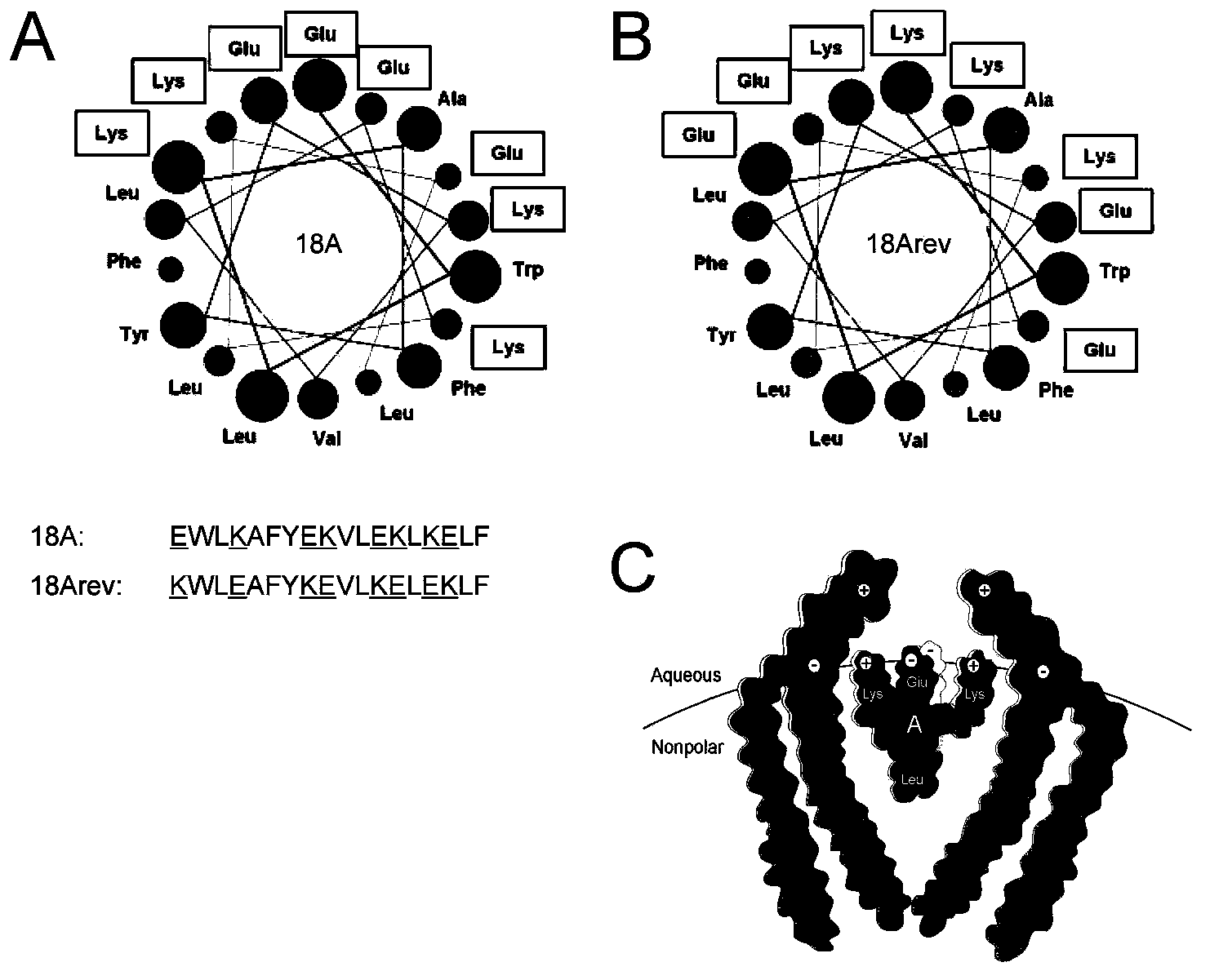 Amphiphilic alpha helix self-assembling peptide and application thereof