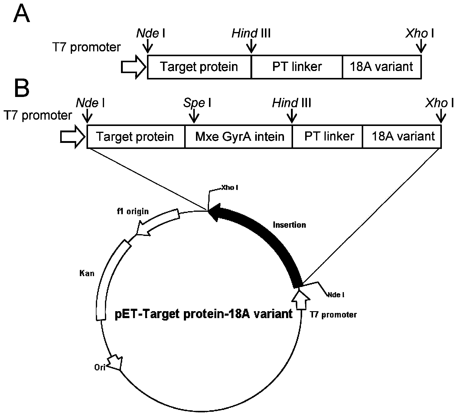 Amphiphilic alpha helix self-assembling peptide and application thereof