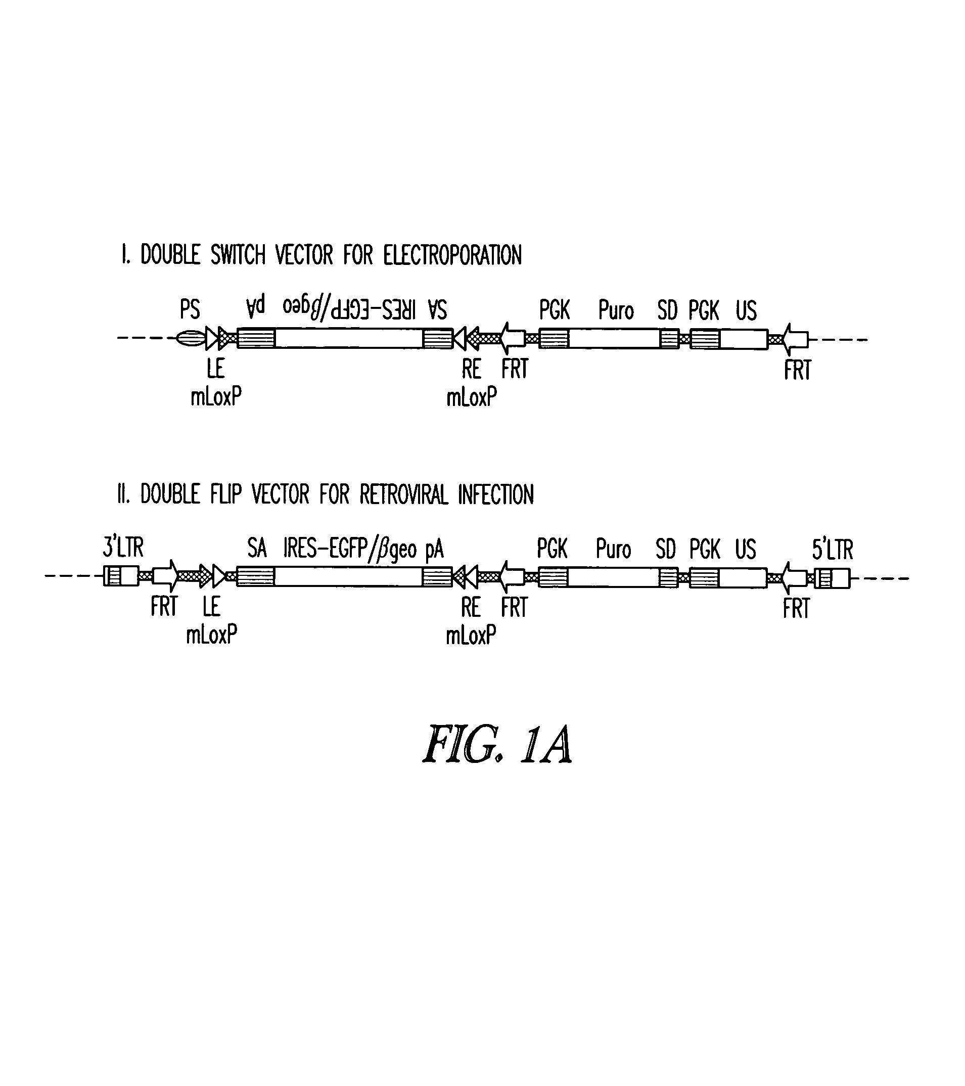 Vectors for conditional gene inactivation