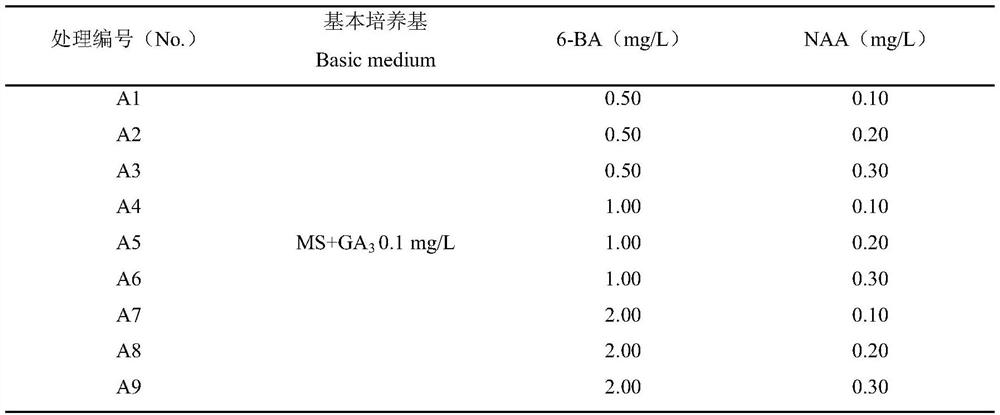 A kind of rapid propagation method of Kingsberry tissue culture