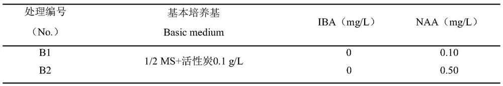 A kind of rapid propagation method of Kingsberry tissue culture