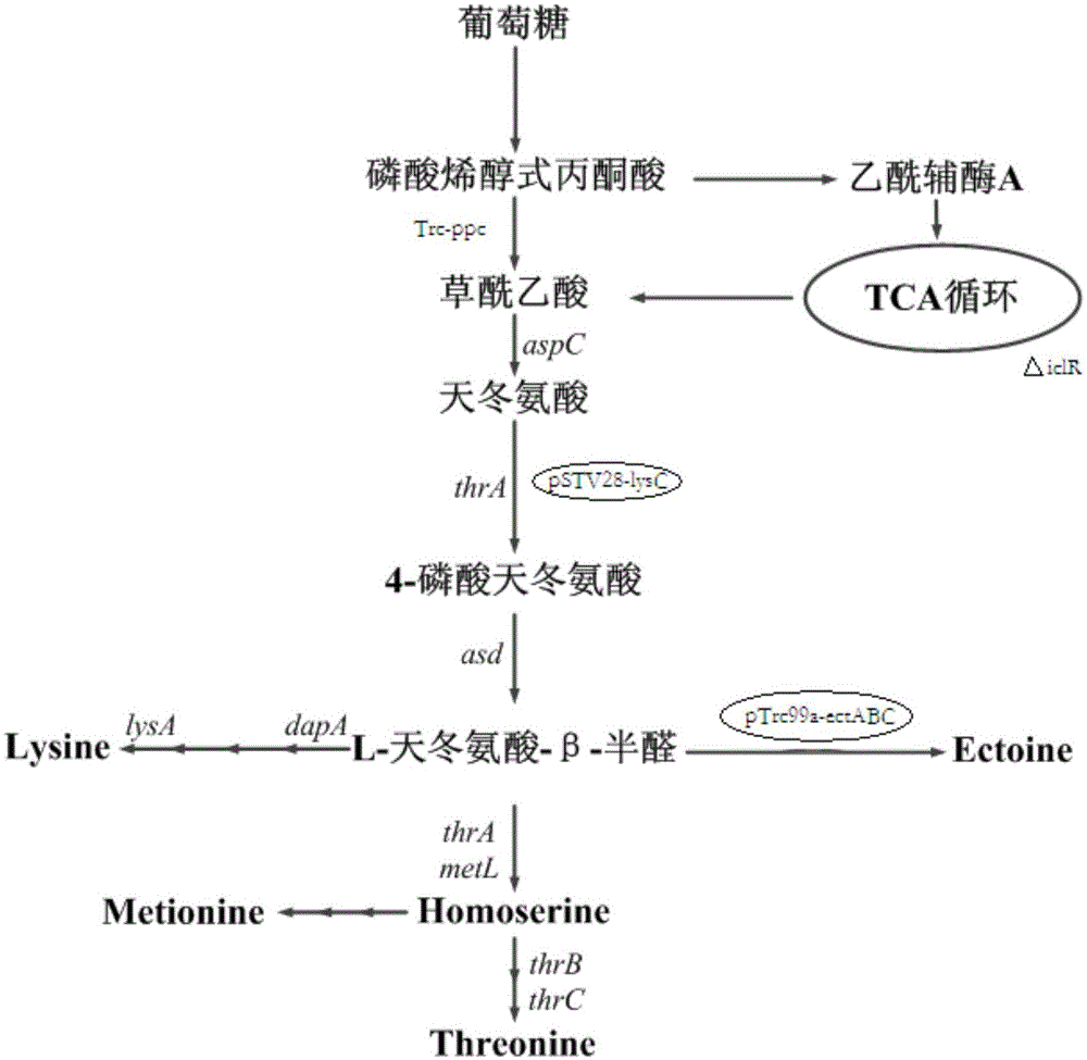 Genetically engineered bacterium producing tetrahydropyrimidine and structuring method and application thereof