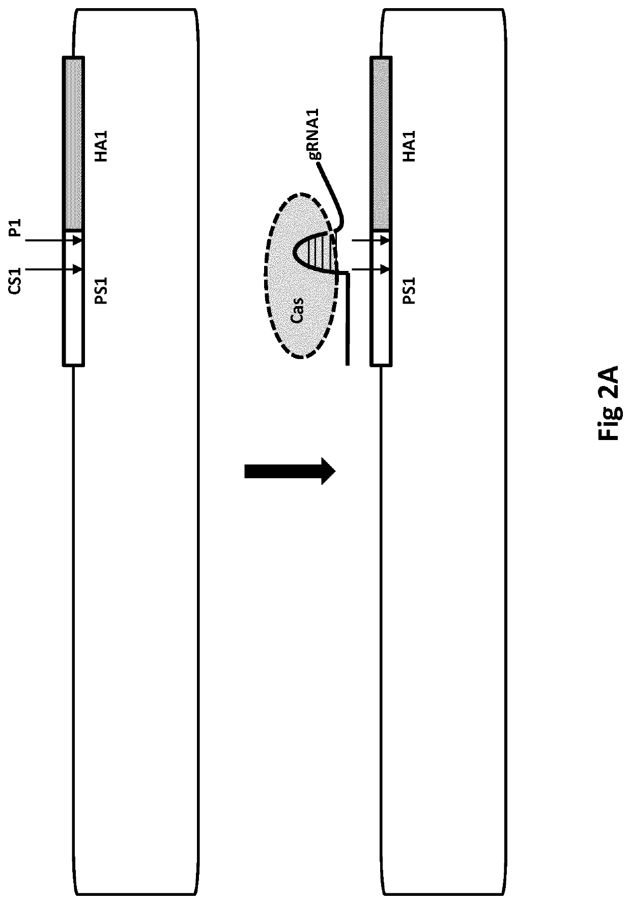 Recombinogenic nucleic acid strands in situ