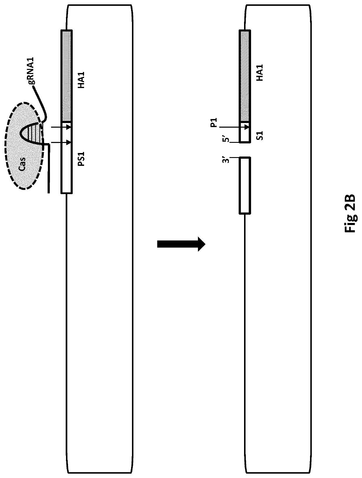 Recombinogenic nucleic acid strands in situ