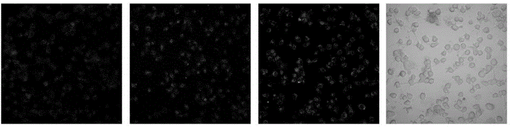 Fluorescent probe AH and preparation and application thereof