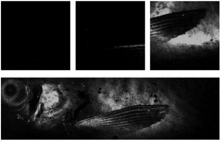 Fluorescent probe AH and preparation and application thereof