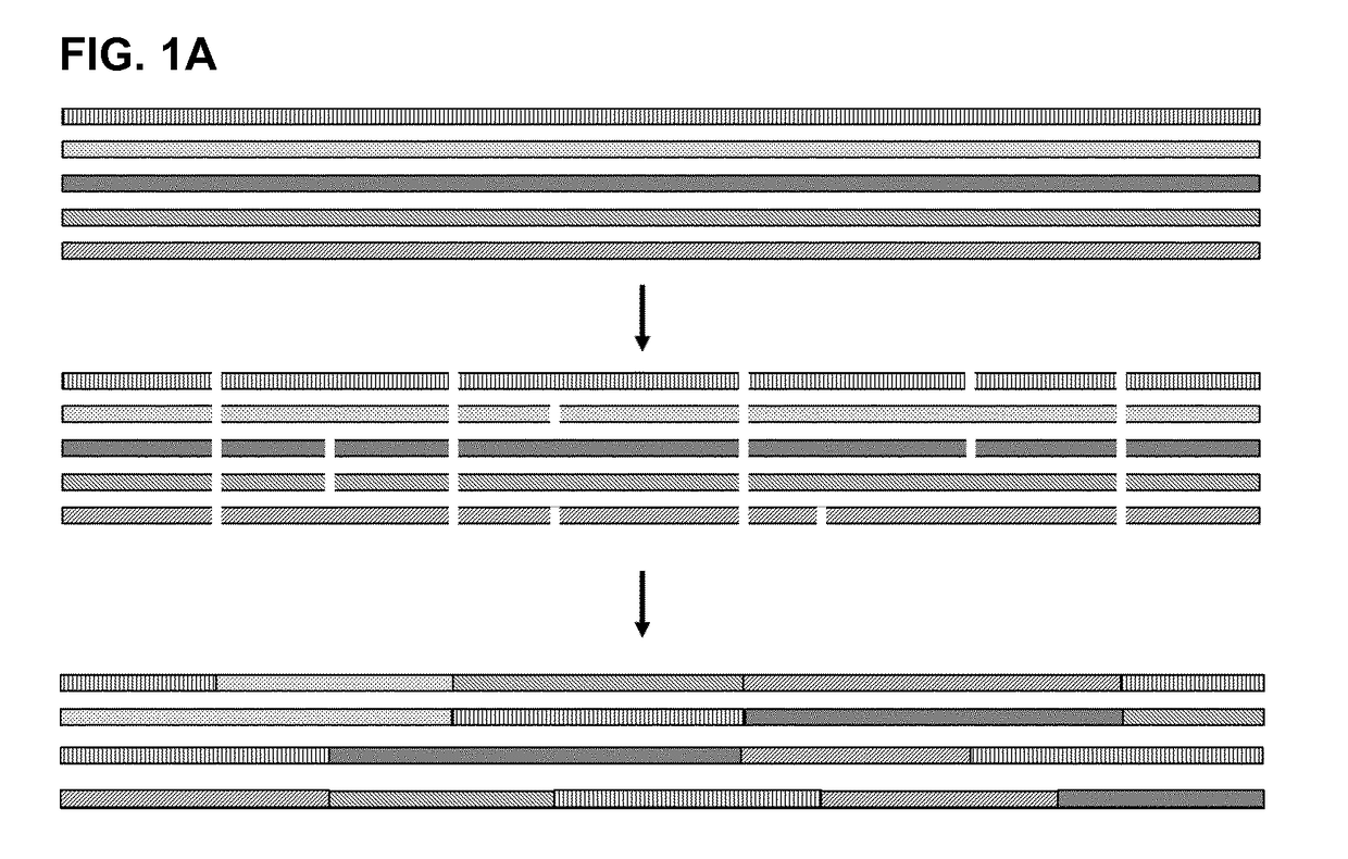 Novel immunoglobulin-binding proteins and their use in affinity purification