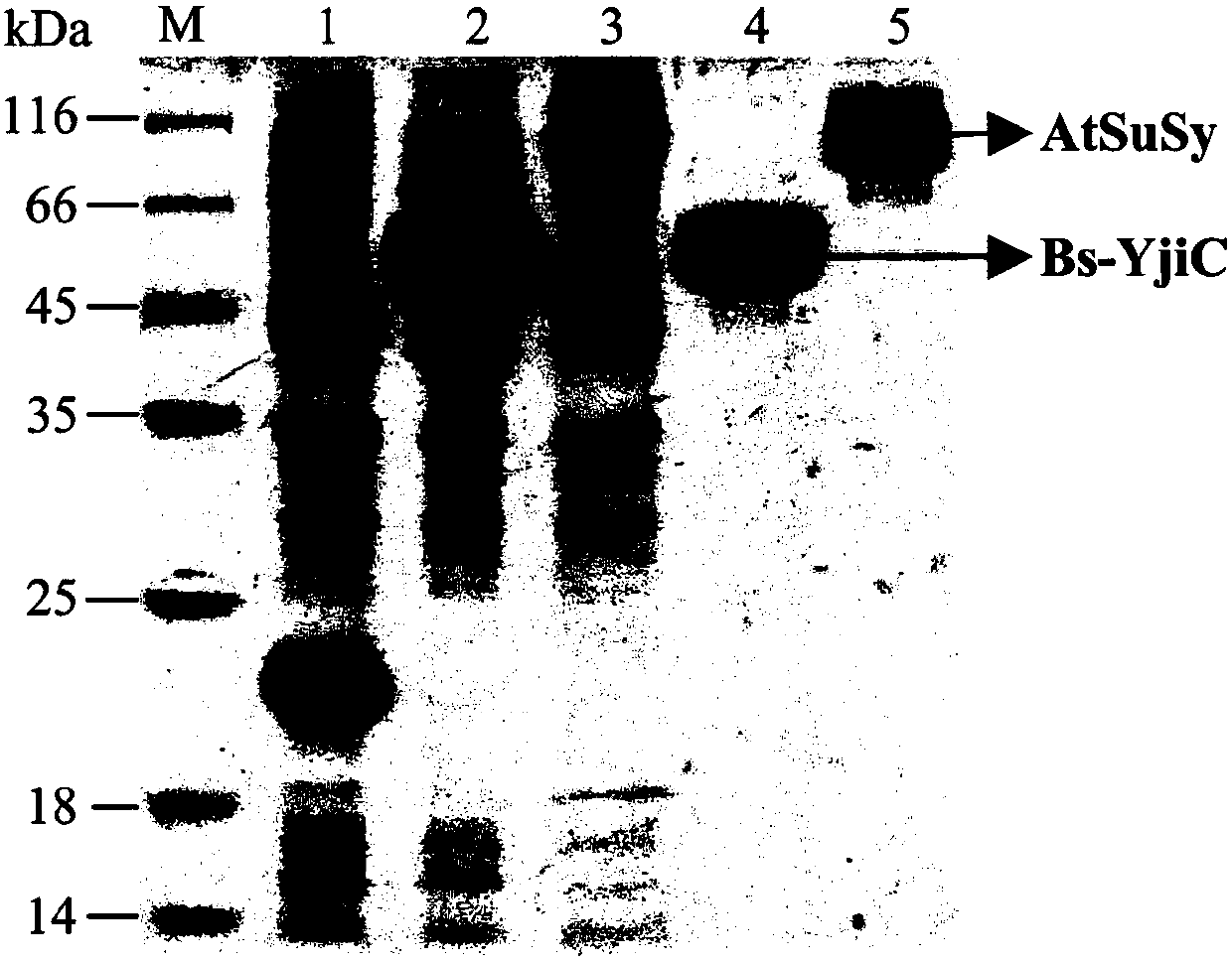 Preparation method and application of non-natural ginsenoside