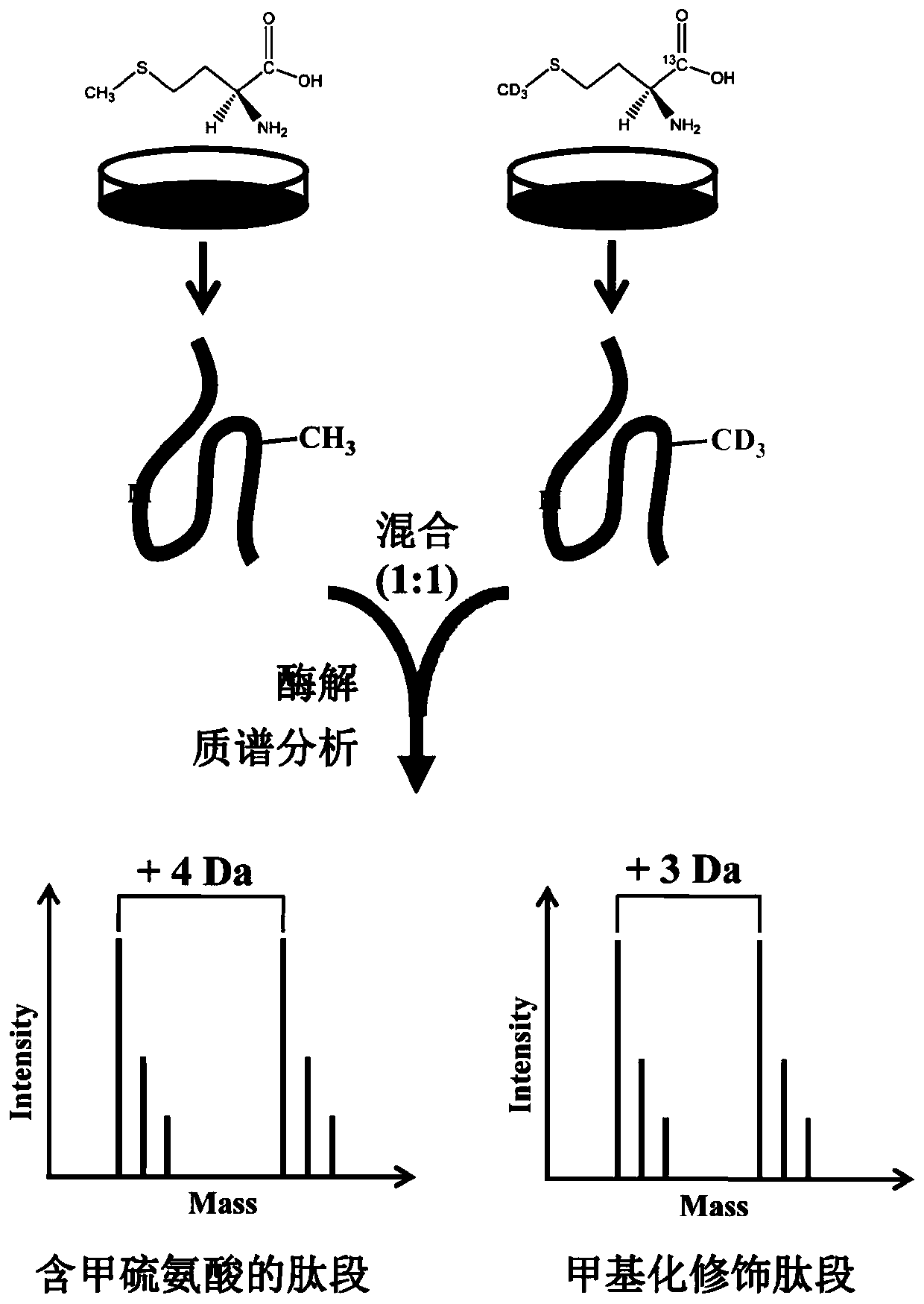 A method for identifying protein methylation