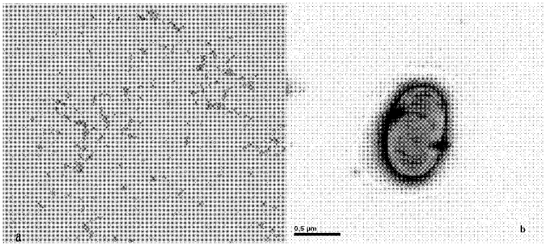 Pandora bacterium with dichloromethane degrading capability and application thereof