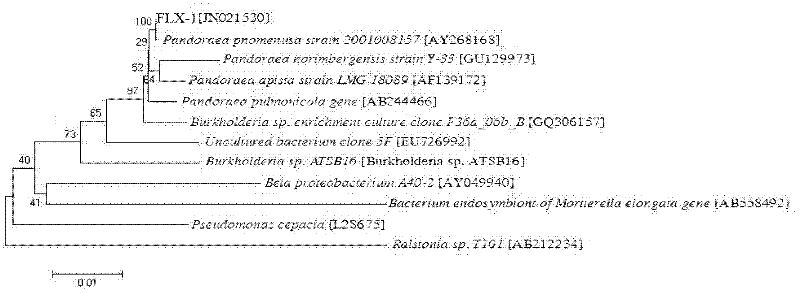 Pandora bacterium with dichloromethane degrading capability and application thereof