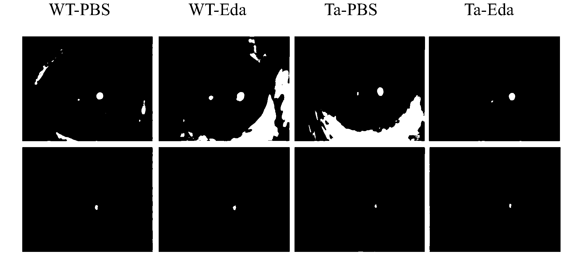 Ectodysplasin (Eda)-containing medicine for treating ocular surface diseases and corneal diseases