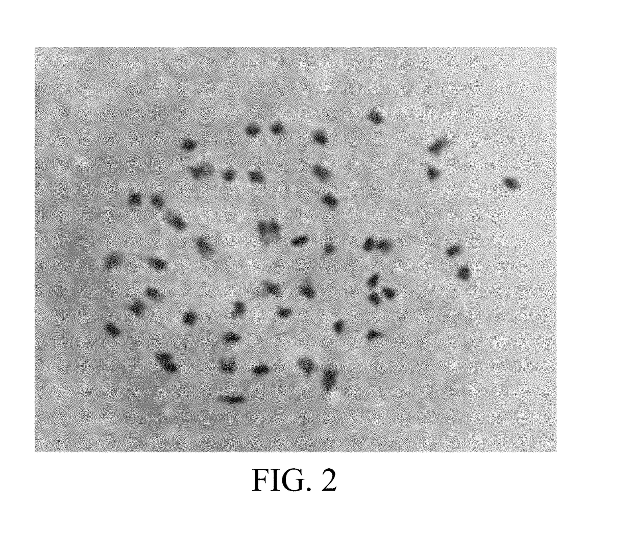 Polyploid rice two-line restorer line and breeding method thereof