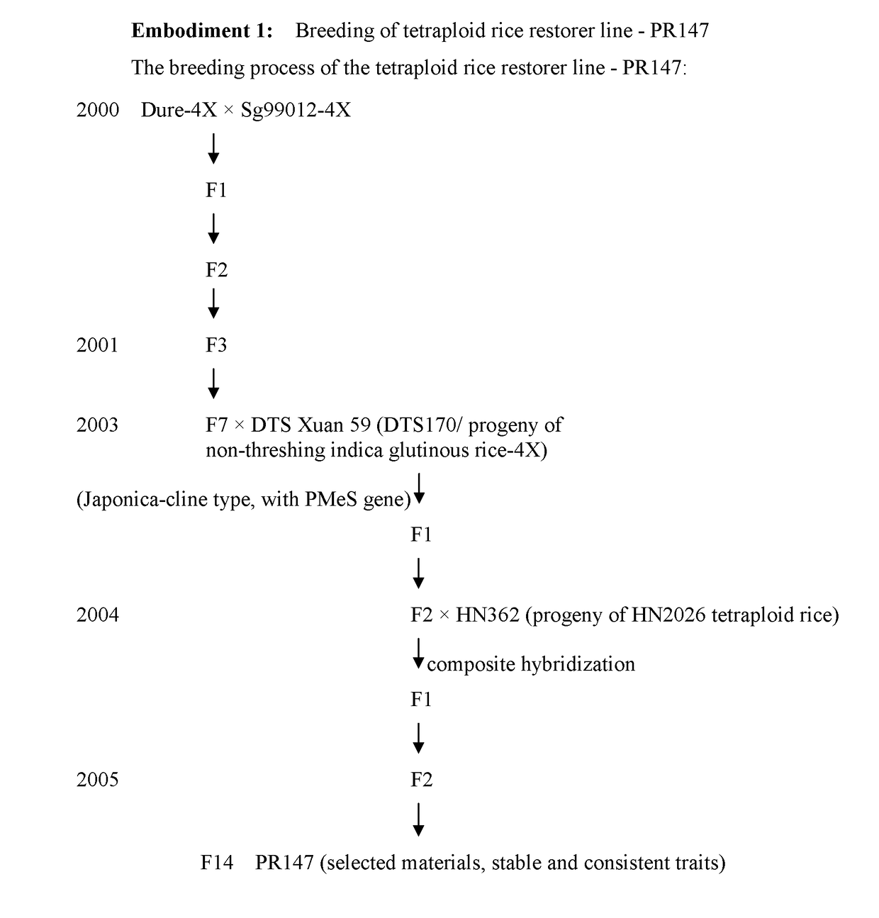 Polyploid rice two-line restorer line and breeding method thereof