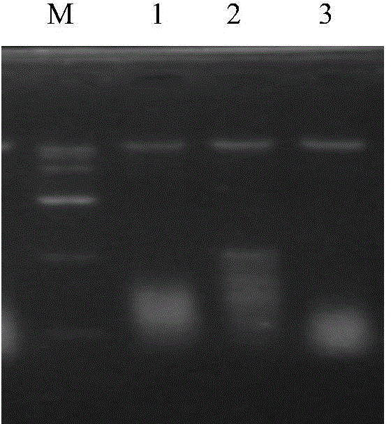 Method for quickly extracting DNA from plant leaves