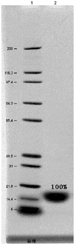 Refolding and purification method of recombinant human granulocyte stimulating factor