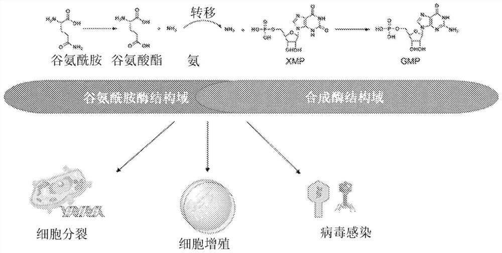 Novel inhibitors of guanosine monophosphate synthetase as therapeutic agents