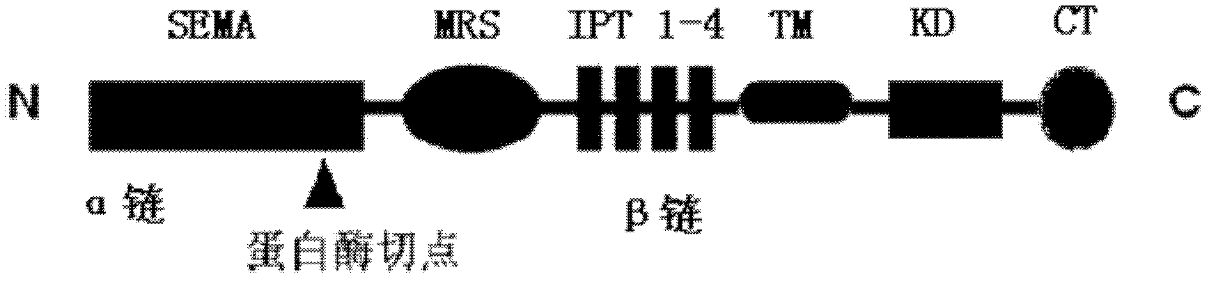 Fusion protein of active group of hepatocyte growth factor receptor