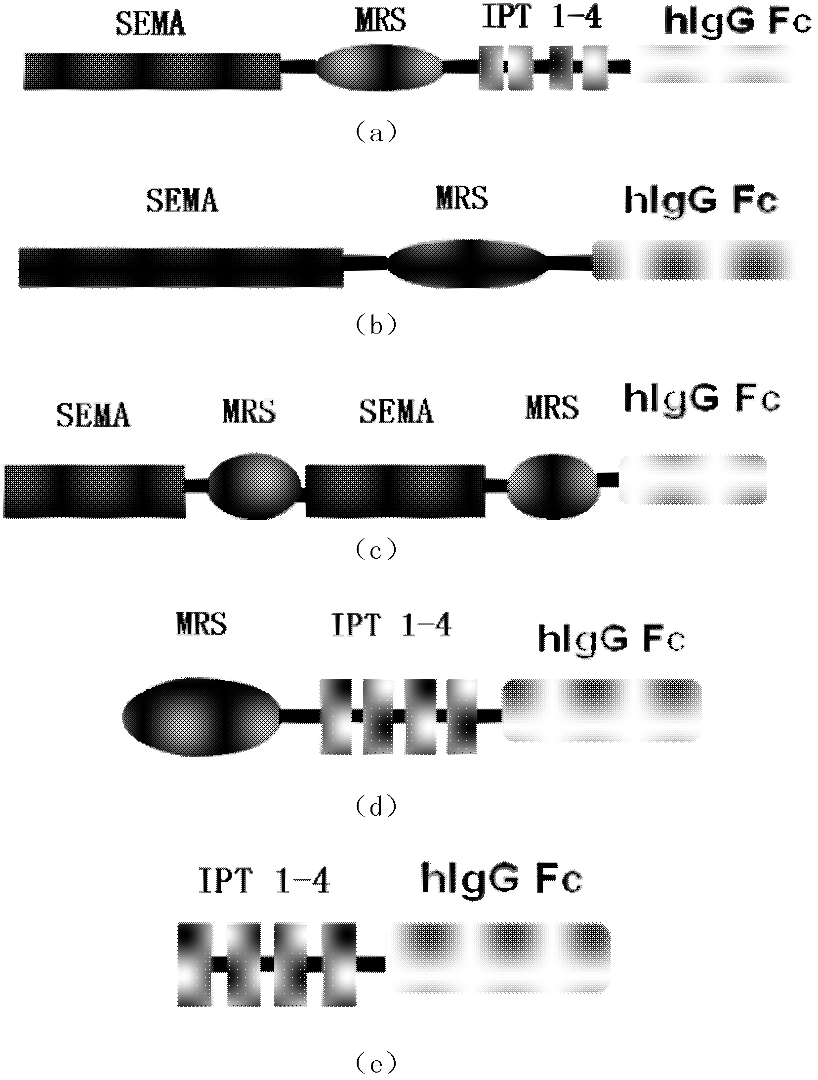 Fusion protein of active group of hepatocyte growth factor receptor