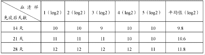 Preparation method of chicken infectious bronchitis virus HA antigen