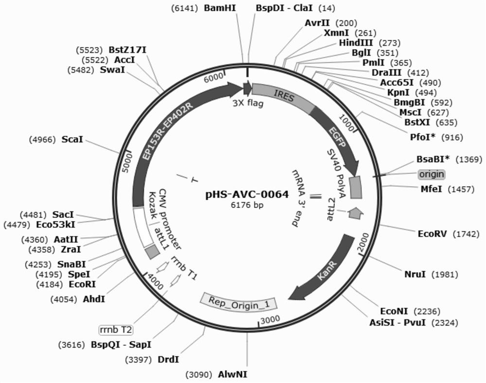 Recombinant adenovirus for expressing African swine fever virus EP153R-EP402R protein and construction method of recombinant adenovirus