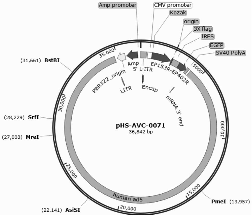 Recombinant adenovirus for expressing African swine fever virus EP153R-EP402R protein and construction method of recombinant adenovirus