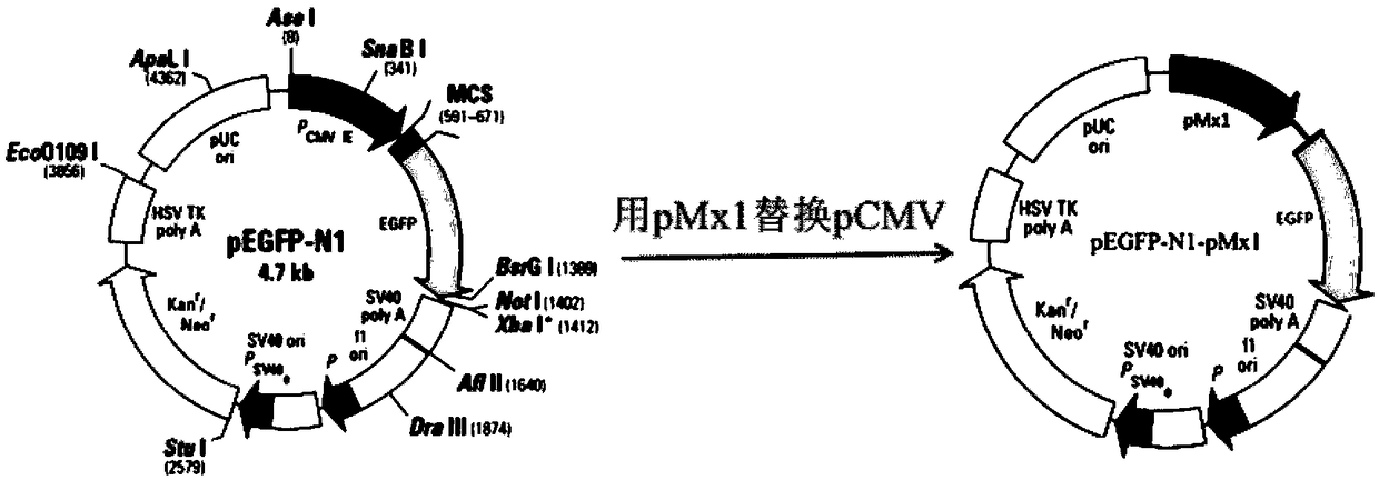 Sheep interferon Tau biological activity detection method and application thereof