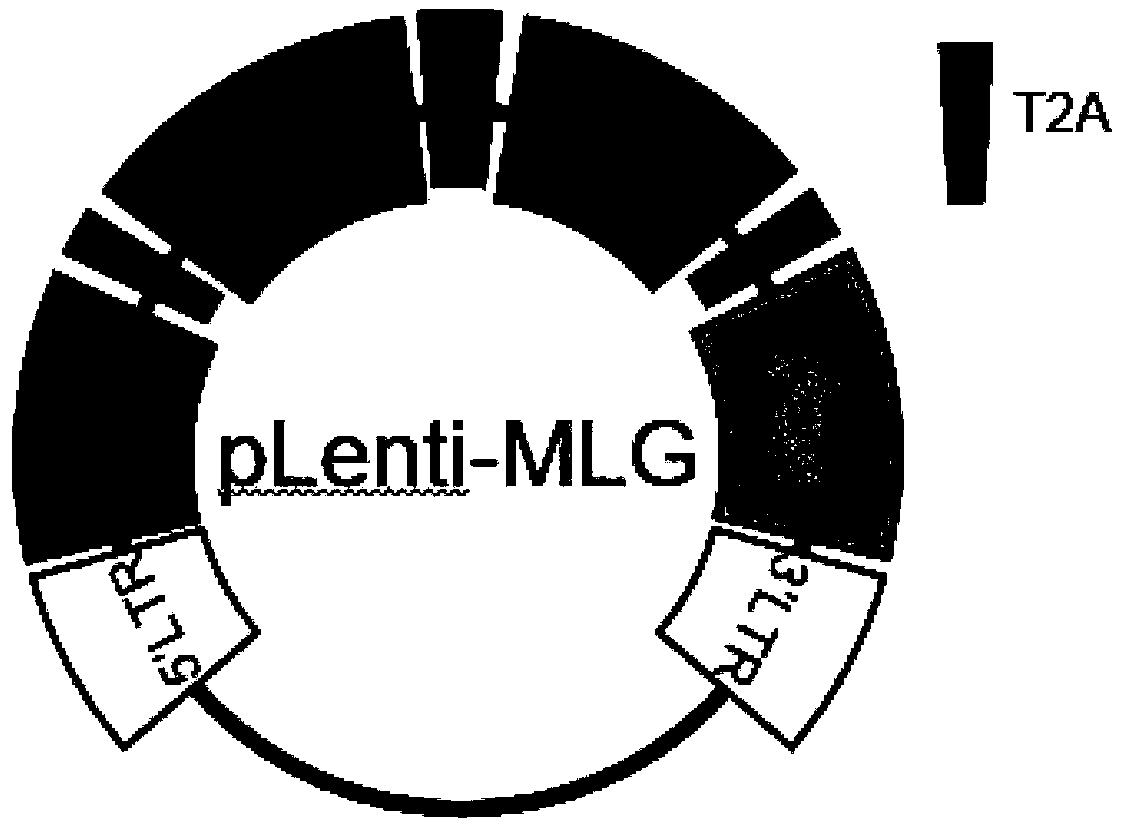 Recombinant lentiviral expression vector, reconstitution cell and application of reconstitution cell to culturing natural killer cell