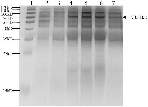 Formic acid cleavage site peptides and their related biomaterials and their application in the production of calcitonin