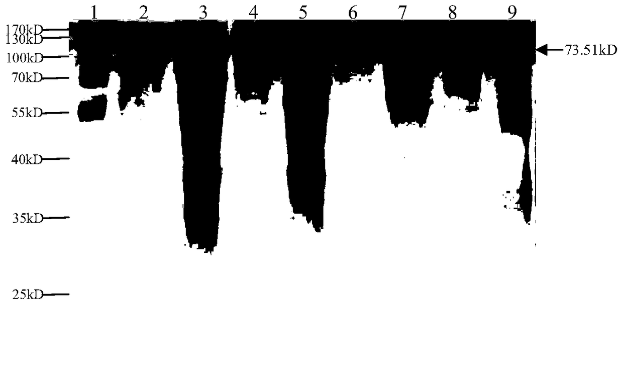 Formic acid cleavage site peptides and their related biomaterials and their application in the production of calcitonin