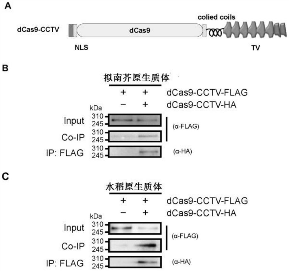 Method for enhancing Cas9 and Cas9 derived protein mediated gene manipulation system and application