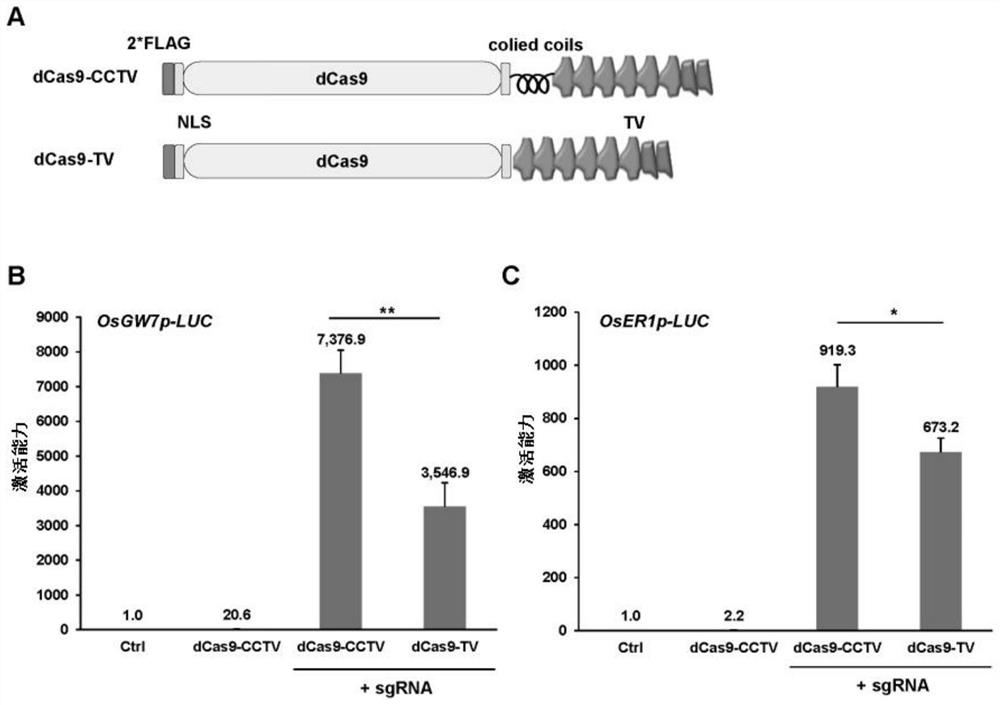 Method for enhancing Cas9 and Cas9 derived protein mediated gene manipulation system and application